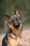BERGER ALLEMAND 1030